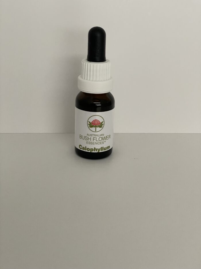 Calophyllum 15 ml